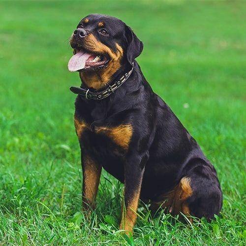 pdsa.org.uk