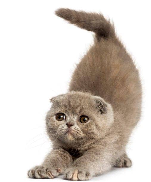 Catiez.com