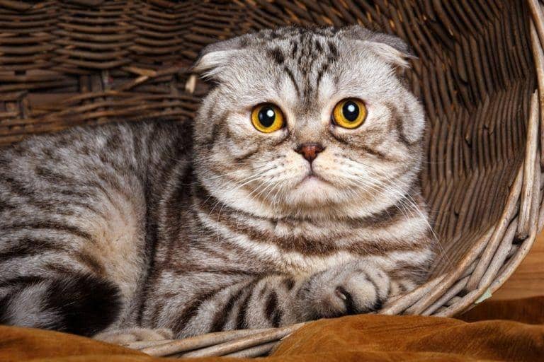 Kucing 101: 5 Fakta Foldex, Ras Campuran yang Tampilannya Bikin Gemas