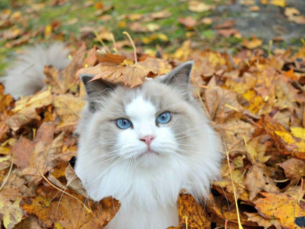Kucing 101: 5 Ras yang Berperilaku Layaknya Anjing, Cerdas Banget