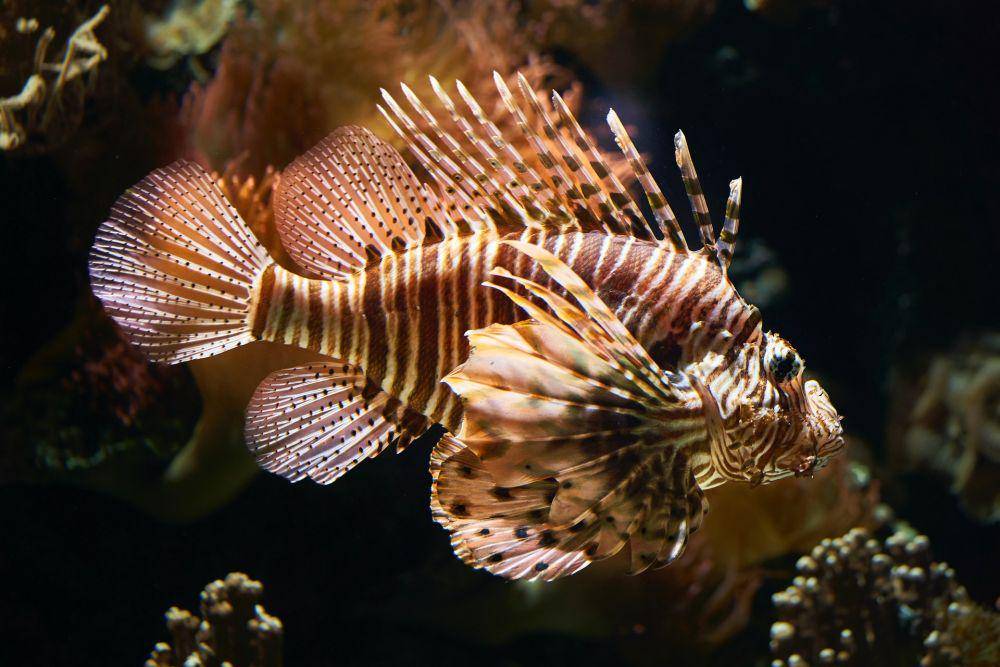 ilustrasi lionfish (unsplash.com/wolfgang hasselmann)