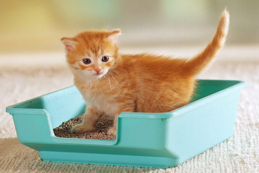 Cara Melatih Kucing Buang Air Pada Tempatnya dengan Mudah, Auto Bersih
