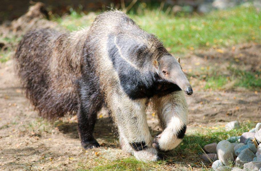 potterparkzoo.org