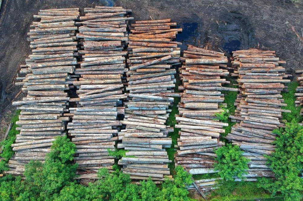 Deforestasi hutan Amazon meningkatkan sejak Brasil dipimpin Bolsonaro. Ilustrasi (unsplash.com/Pok Rie)