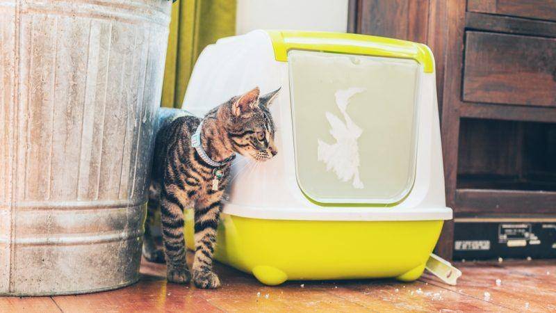 jacksongalaxy.com