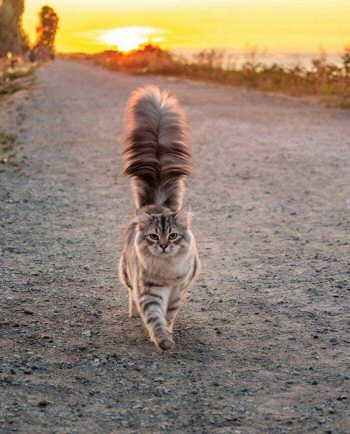 reddit.com/AnimalPorn