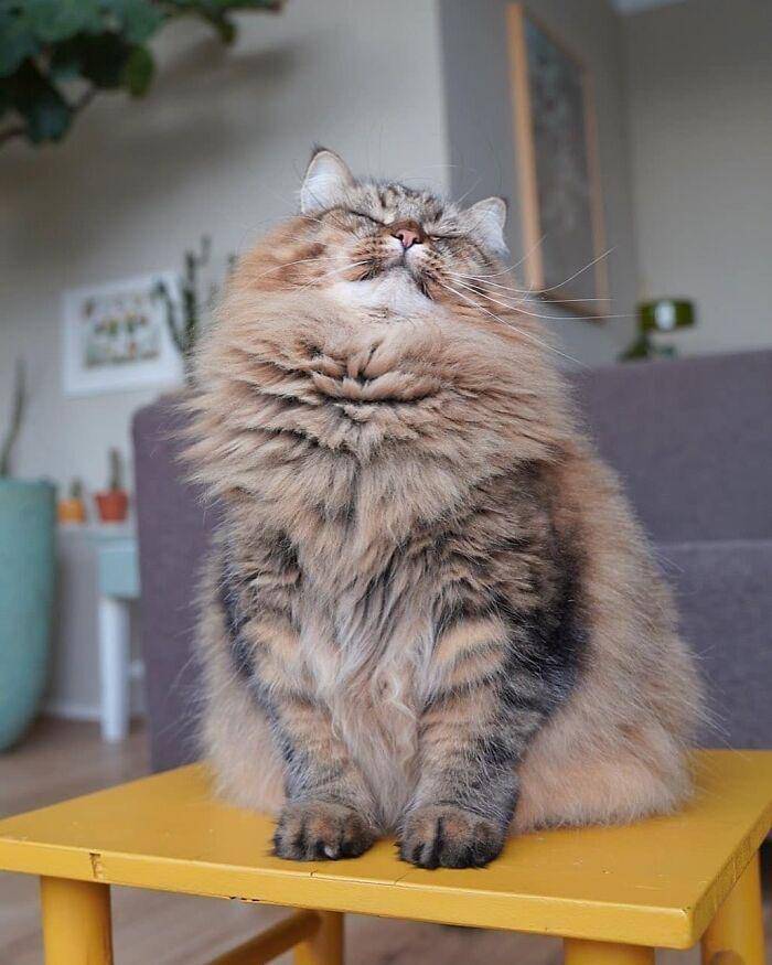 reddit.com/SupermodelCats