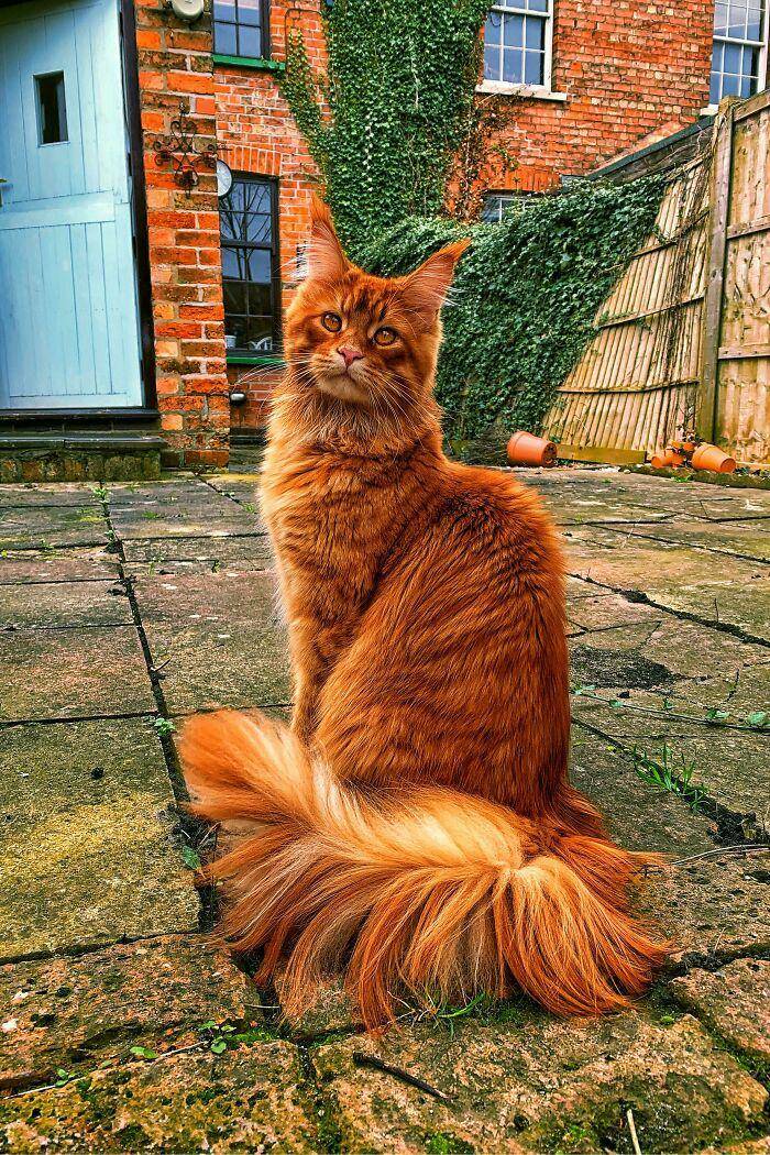 reddit.com/SupermodelCats