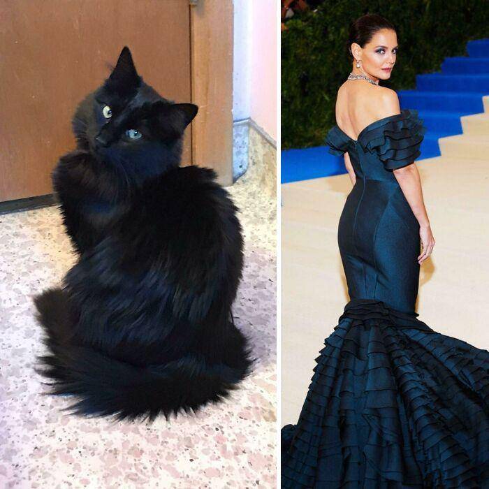 reddit.com/SupermodelCats