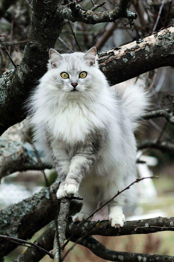 reddit.com/SupermodelCats