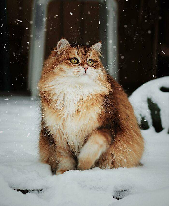 reddit.com/SupermodelCats