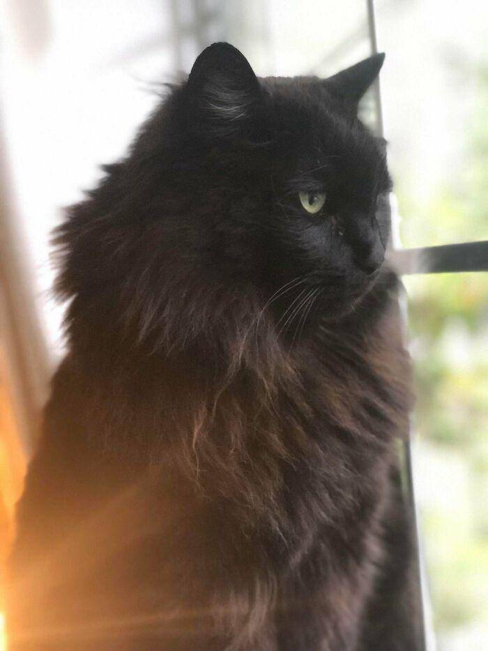 reddit.com/aww