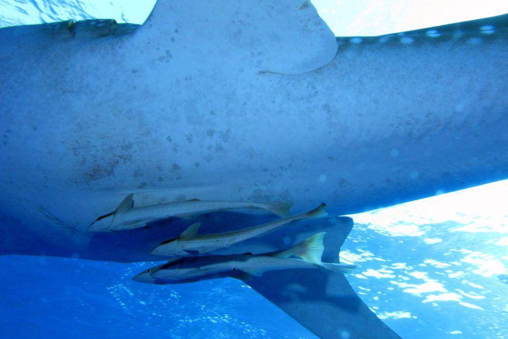 ikan remora di bawah ikan hiu (commons.wikimedia.org)