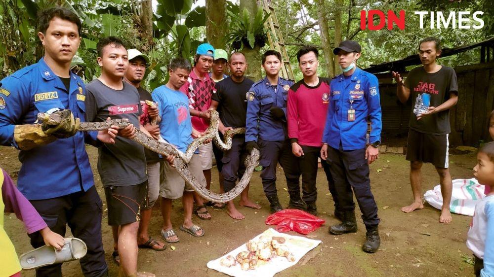 Musim Hujan, Ular Kobra dan Sanca Banyak Ditemukan di Depok