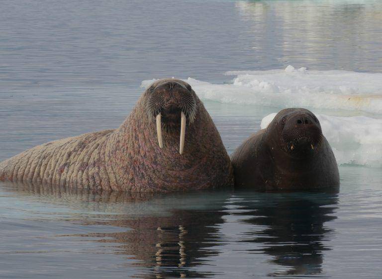 arctickingdom.com