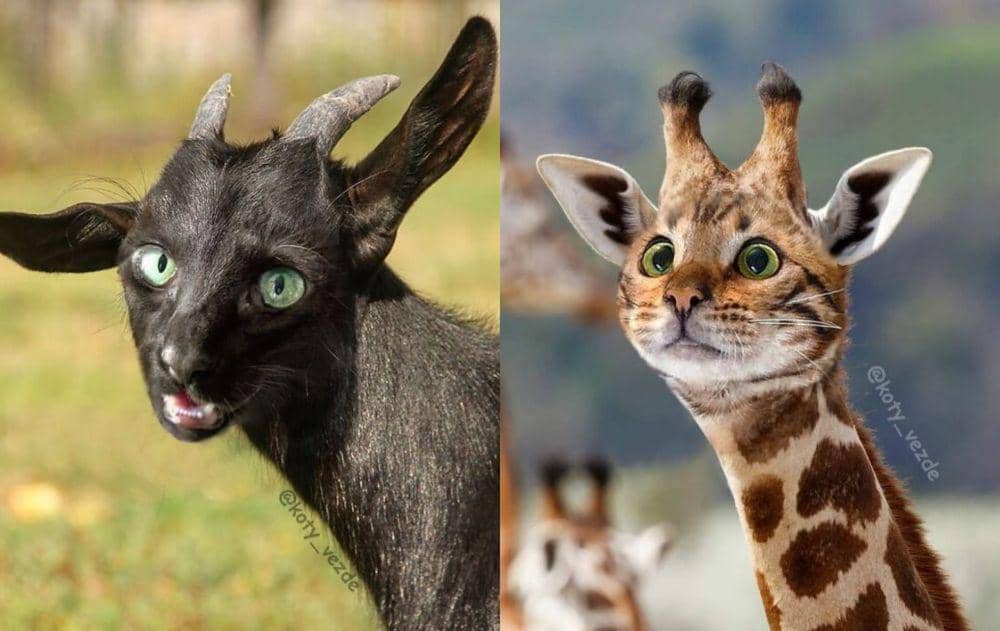 10 Potret Kalau Kucing Dikawinkan dengan Hewan Spesies Lain