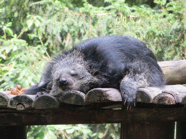 5 Fakta Binturong, Musang Lucu Berbau Seperti Popcorn