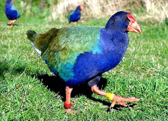 teara.govt.nz
