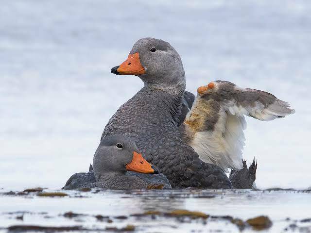 ebird.org