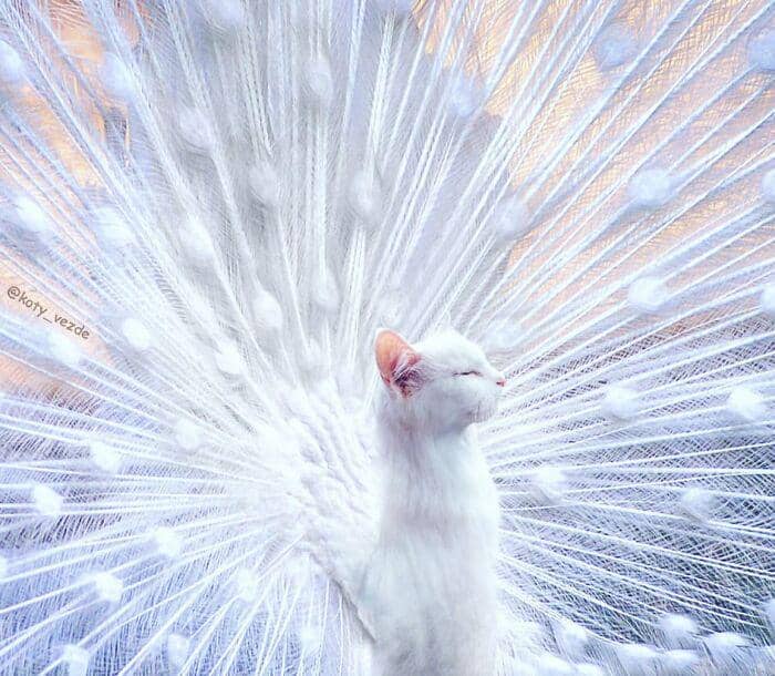 instagram.com/koty_vezde