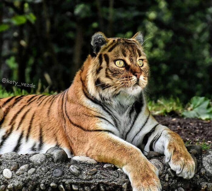 instagram.com/koty_vezde