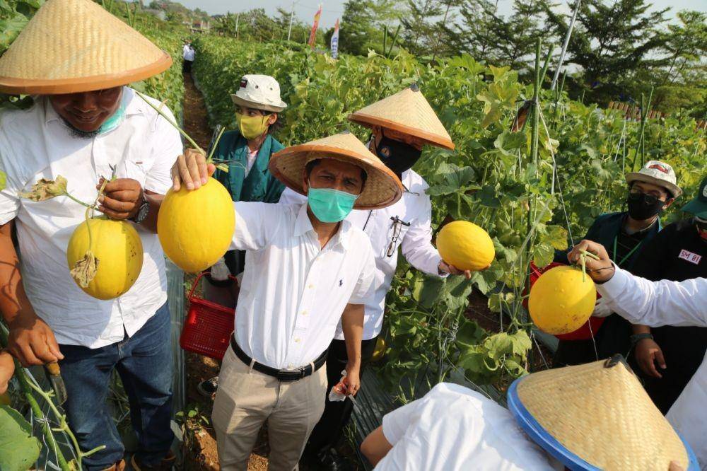 Rektor Universitas Lampung, Prof. Karomani saat memetik melon di Agrowisata Unila (Unila.ac.id)