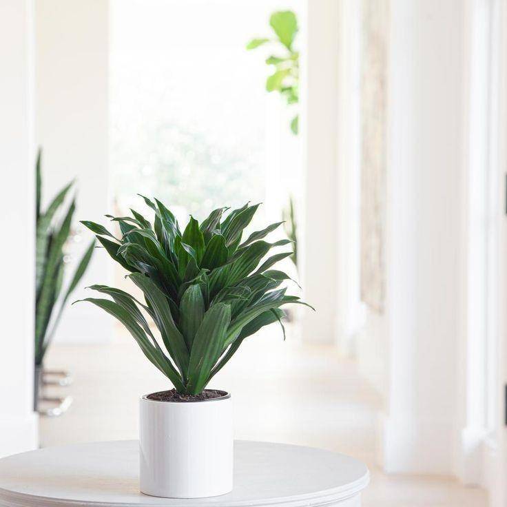 pinterest/Planterina | Dracaena Compacta Plant