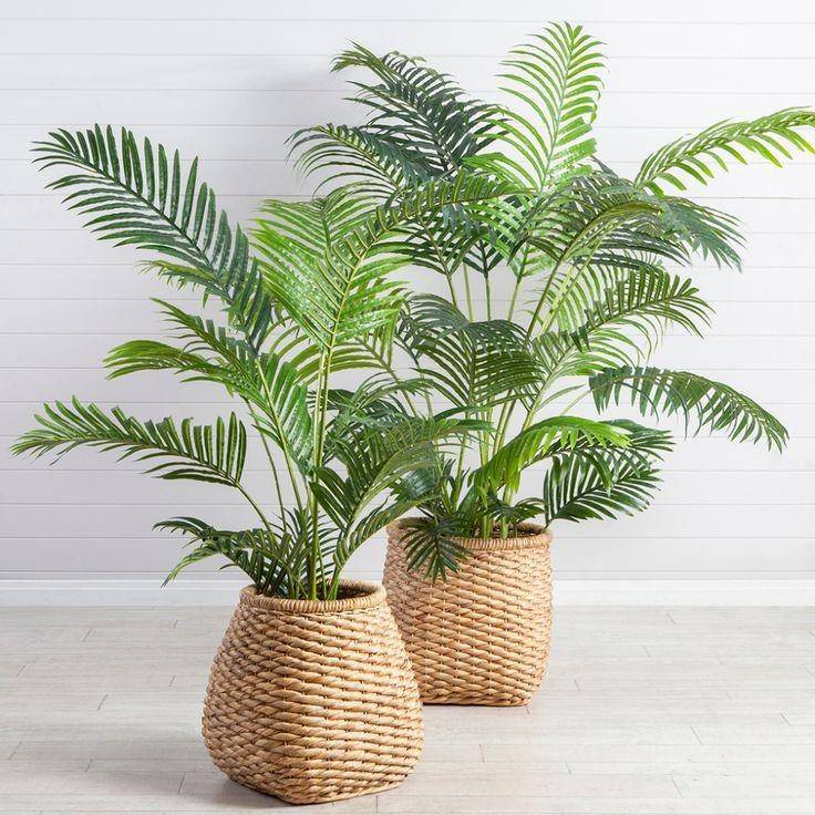 pinterest/Pillow Talk | Areca Palm