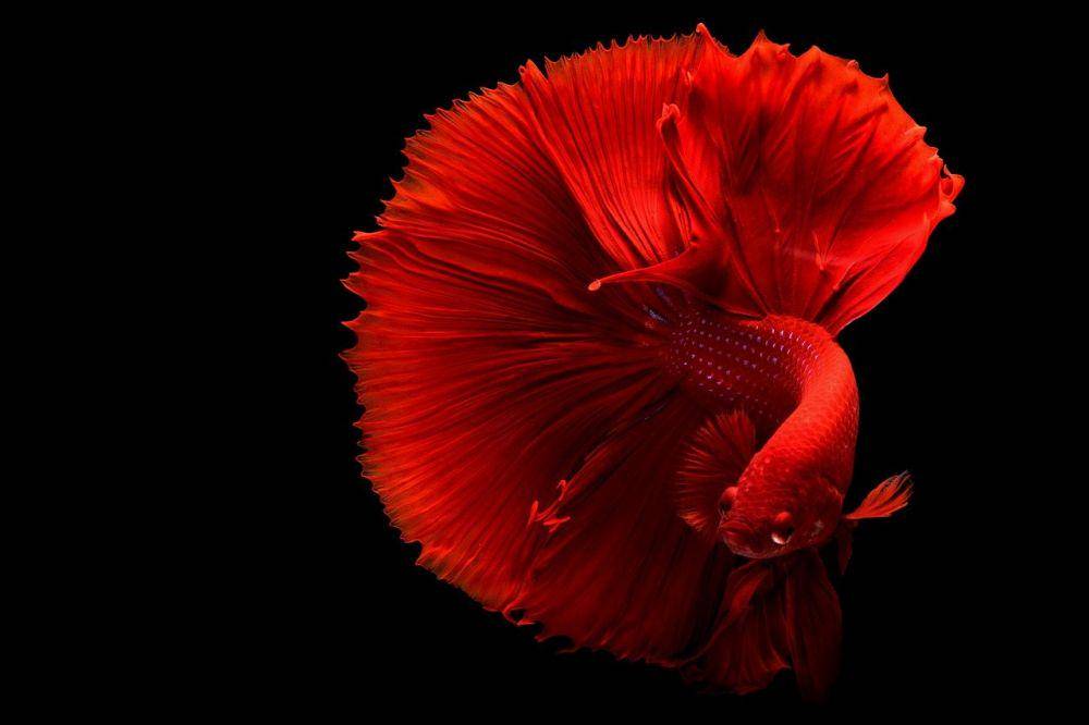 Pixabay.com/Colbicrook5
