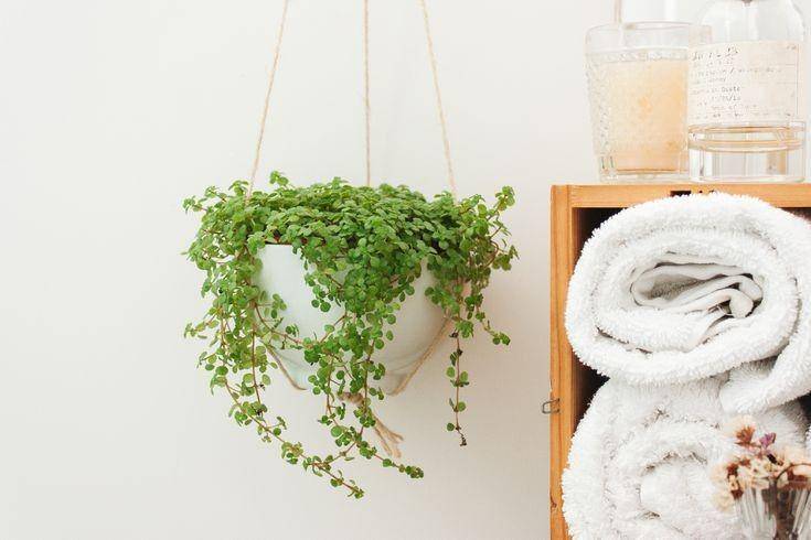 pinterest/The Spruce | Baby's Tears Plant