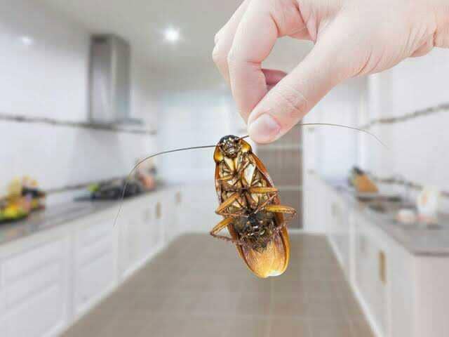 5 Tips Cermat Mengamankan Dapur dari Kecoak, Bisa Dicoba!