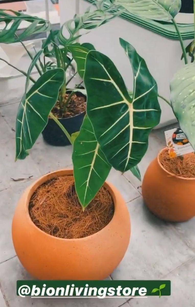 instagram.com/hanamalasan