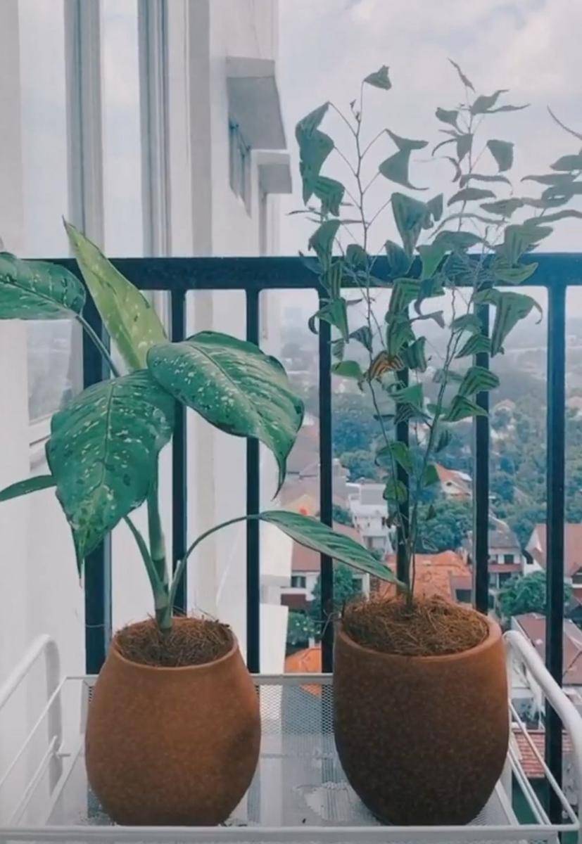 instagram.com/hanamalasan