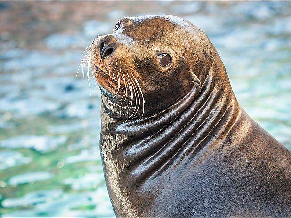 aquariumofpacific.org