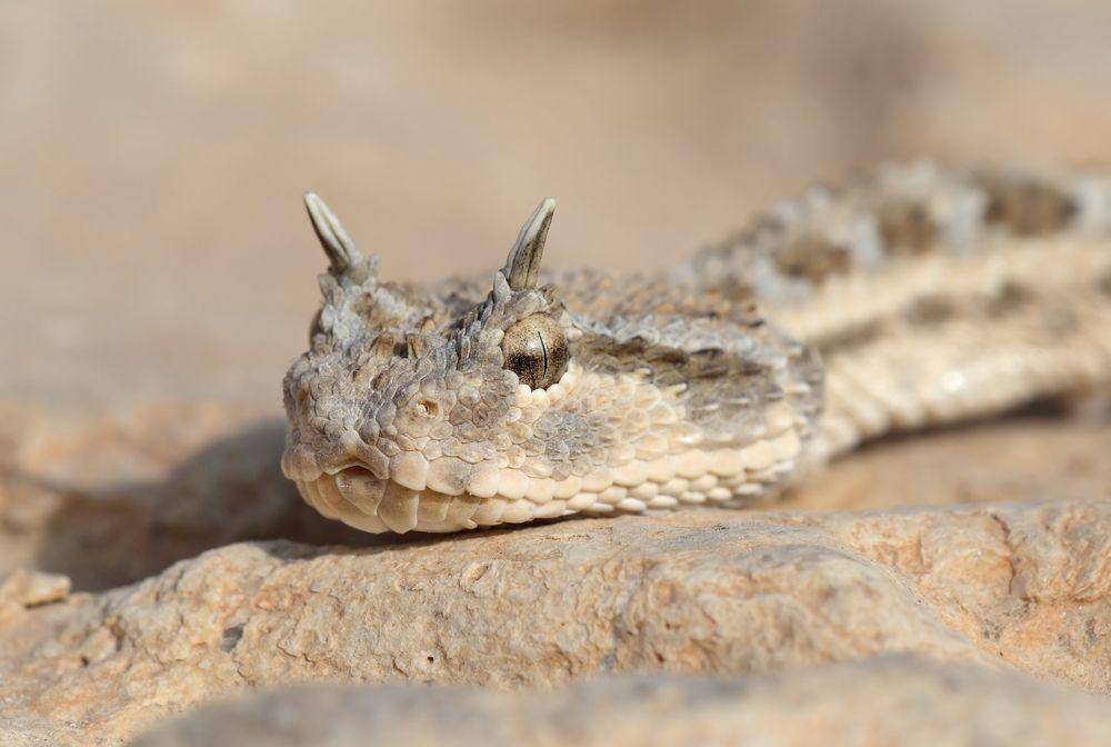 reptilesmagazine.com