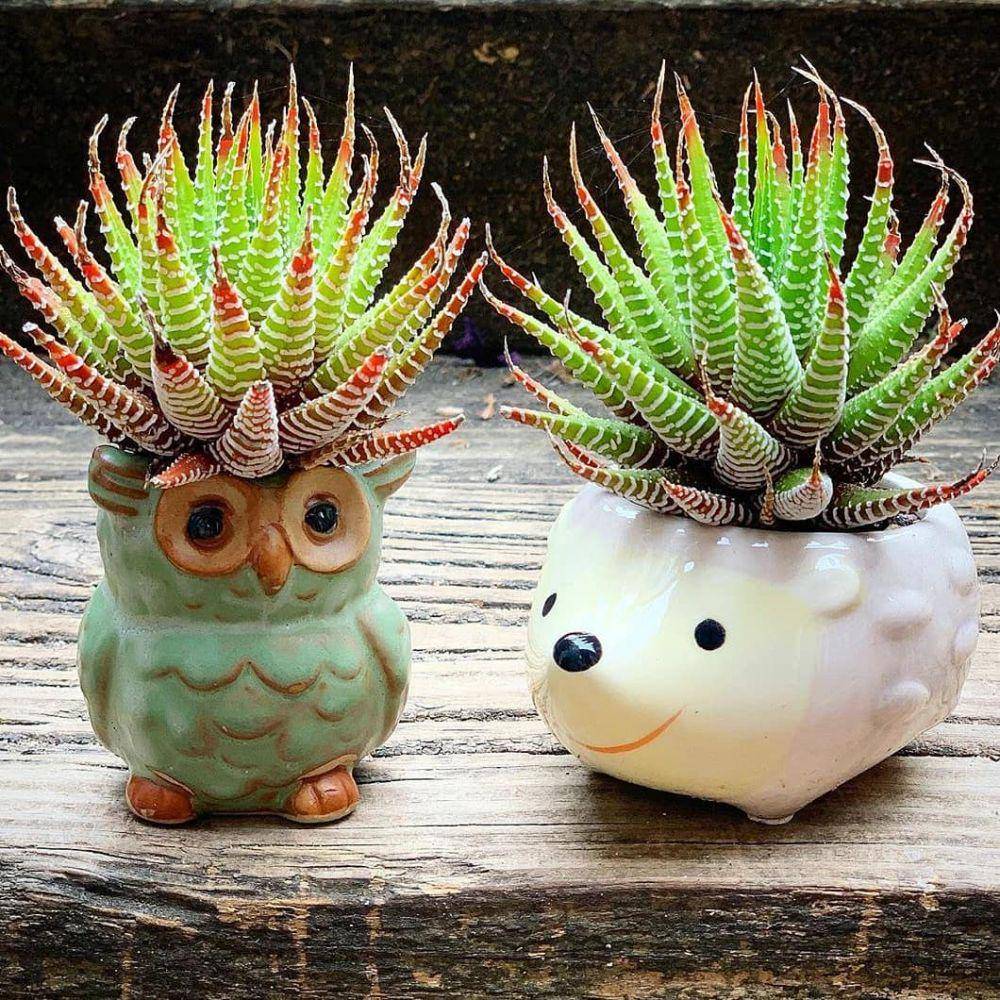 instagram.com/flowers.cactus