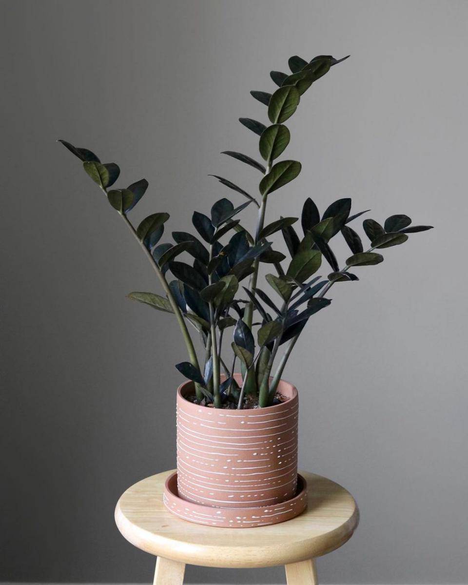 instagram.com/leafygreens_