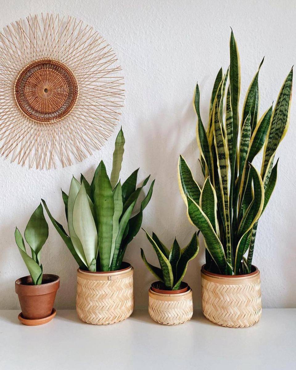 instagram.com/intotheplants