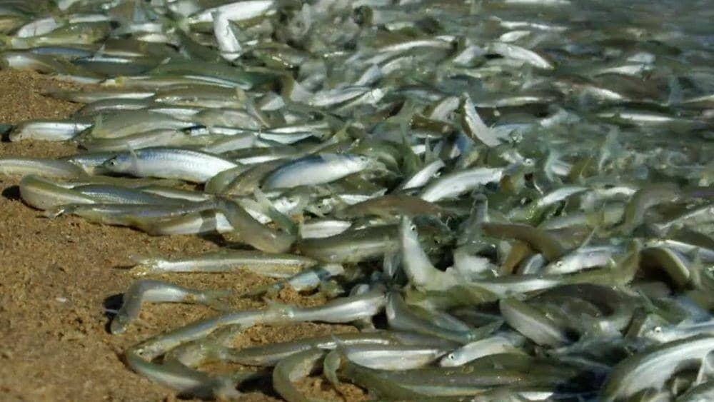 youtube.com/BBC Earth