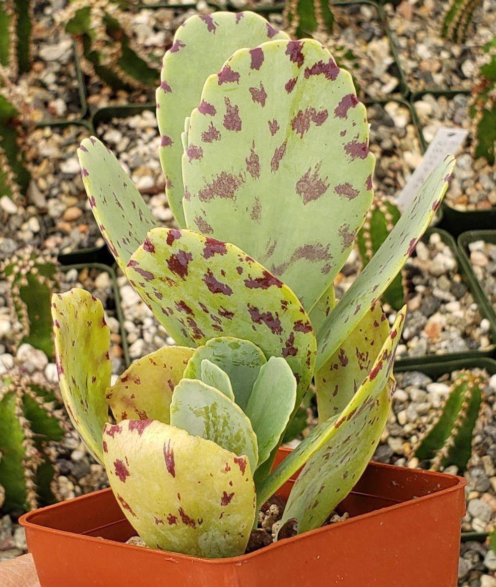 planetdesert.com