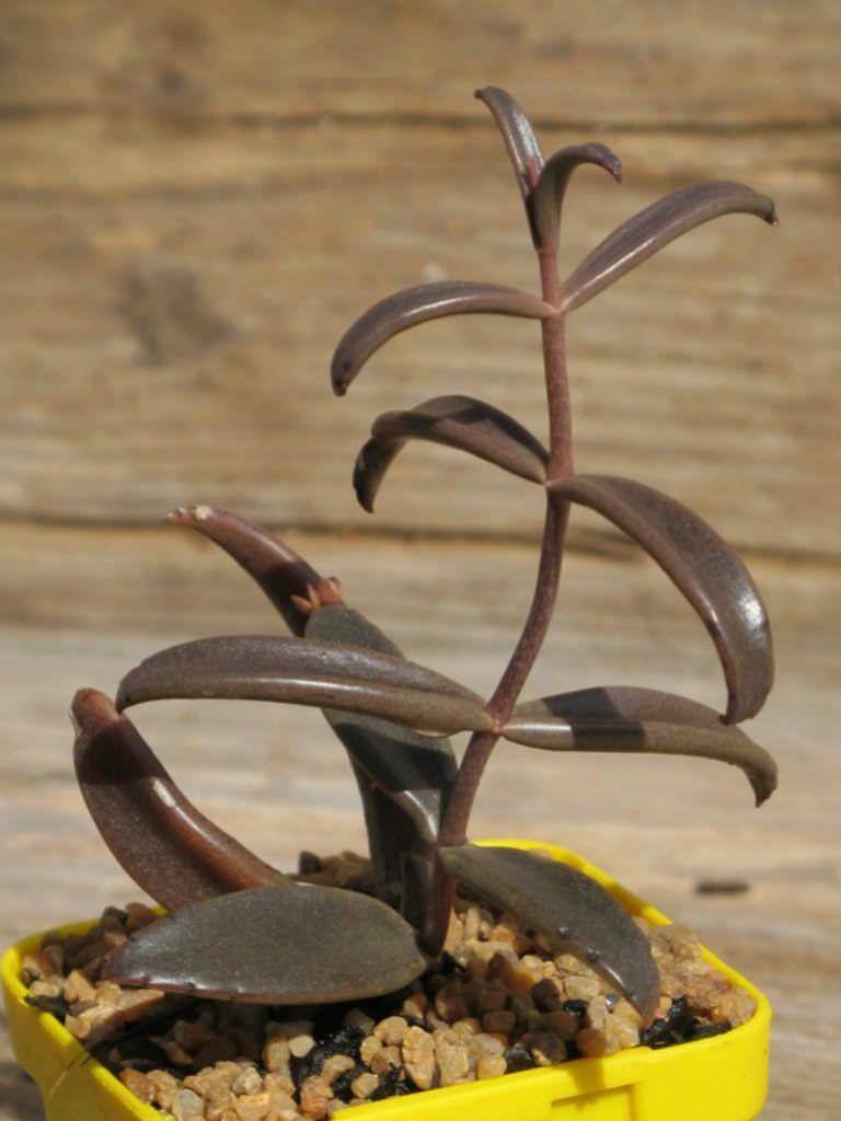 worldofsucculents.com