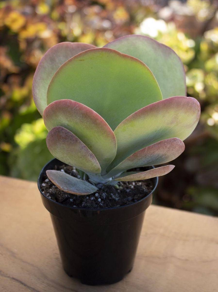 shopaltmanplants.com