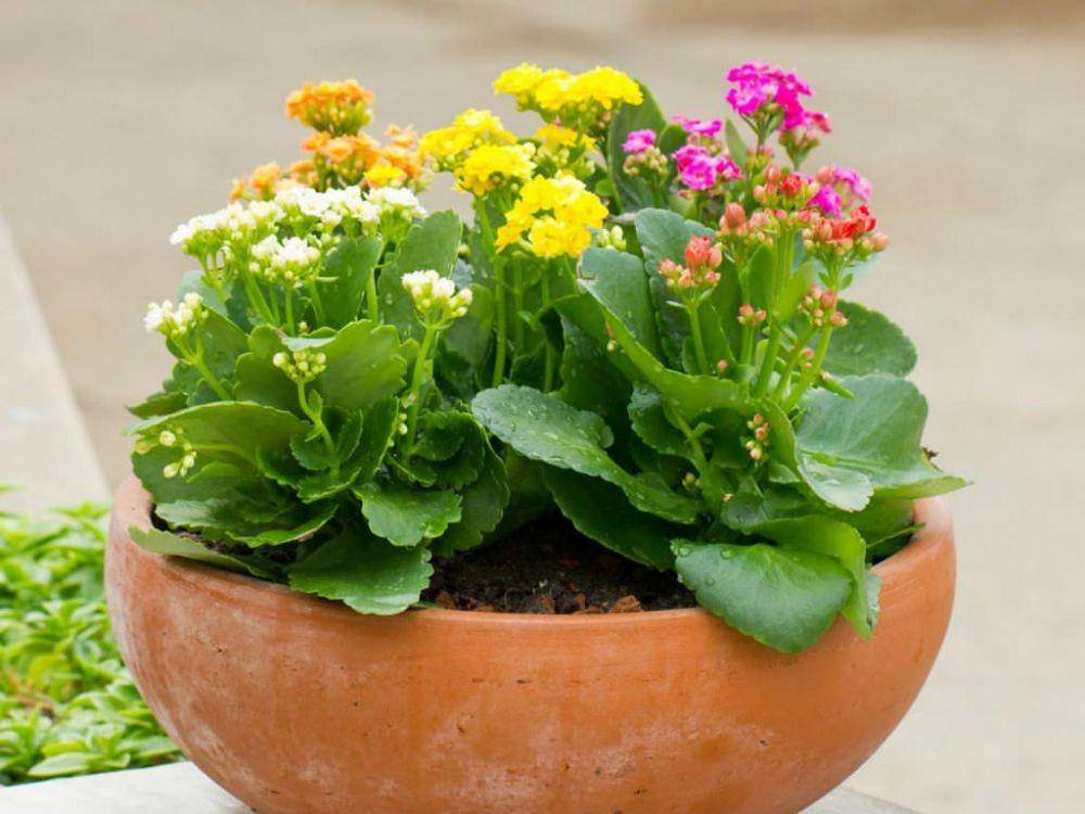 worldofsucculents.com