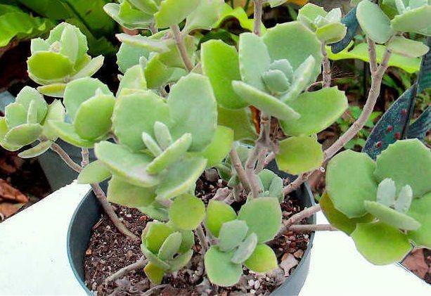epicgardening.com