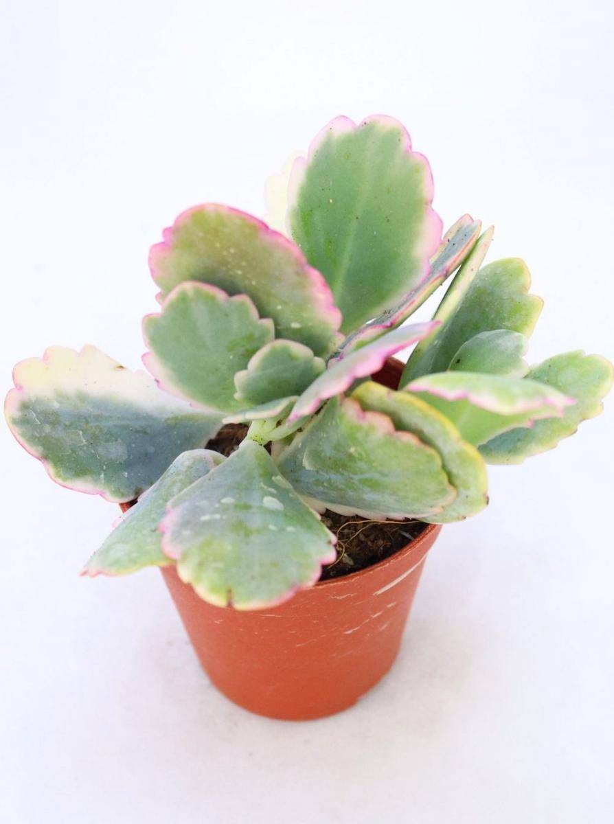 pulpygarden.com