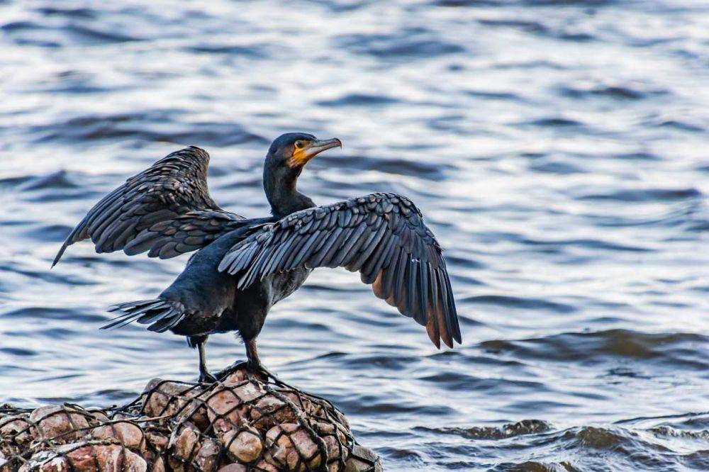 ilustrasi burung kormoran (pixabay.com/KarstenBergmann)