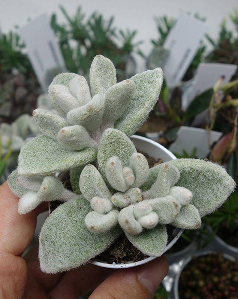 succulentgarden.ro