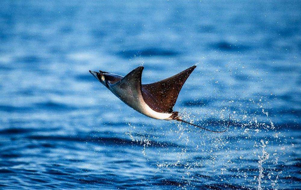oceana.org