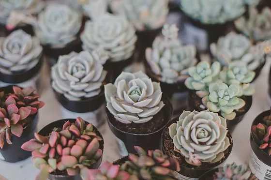 18 Pilihan Terarium Cantik untuk Desain Minimalis, Pilih yang Mana?
