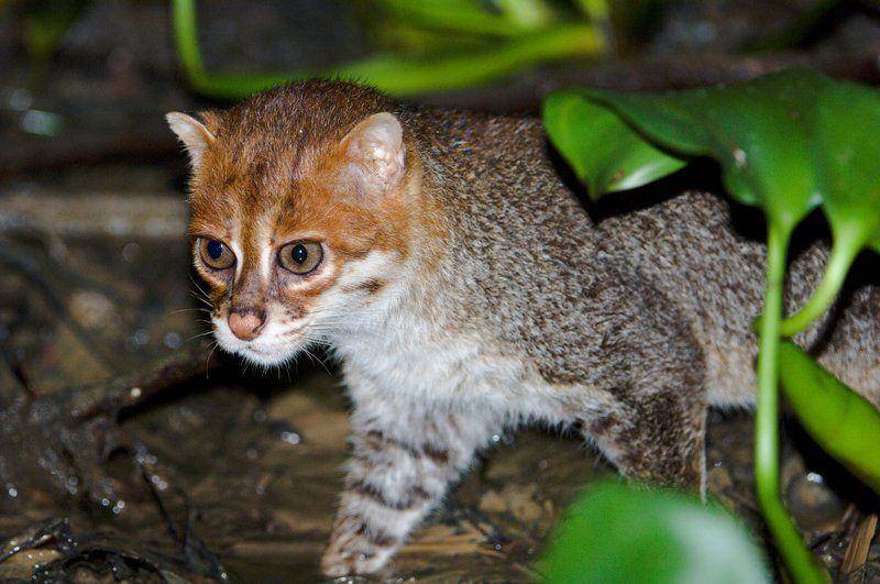 wildcatsmagazine.nl
